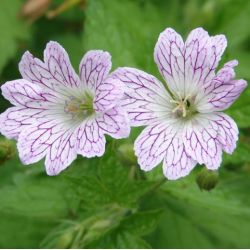 Geranium versicolor