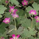 Geranium 'Tanya Rendall'