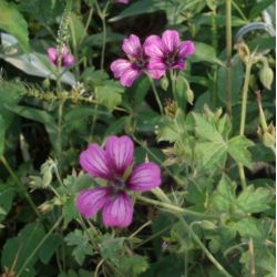 Geranium 'Sue Crûg'