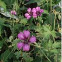 Geranium 'Sue Crûg'