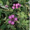 Geranium 'Sue Crûg'