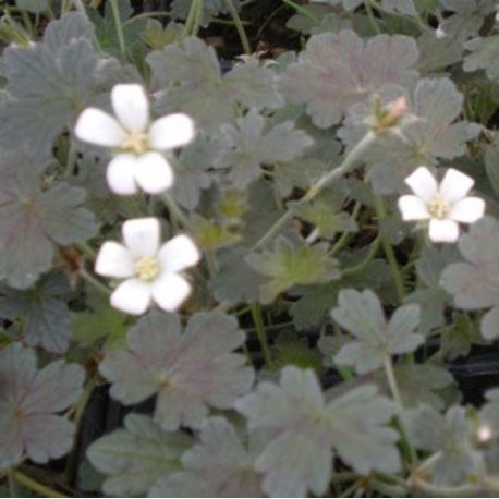 Geranium 'Sanne'