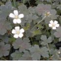 Geranium 'Sanne'