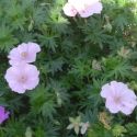 Geranium sanguineum var. striatum