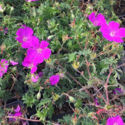 Geranium sanguineum 'Shooting Star'