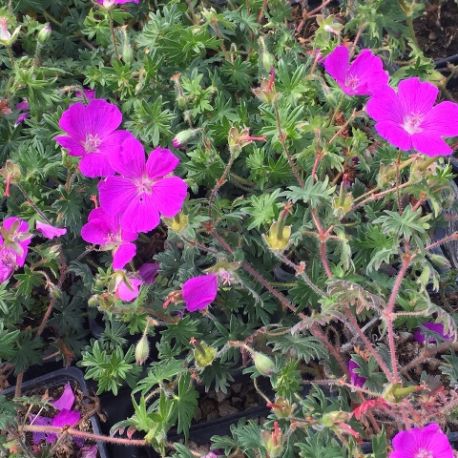 Geranium sanguineum 'Shooting Star'