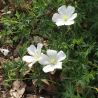 Geranium sanguineum 'Album'