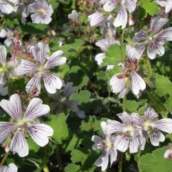 Geranium renardii