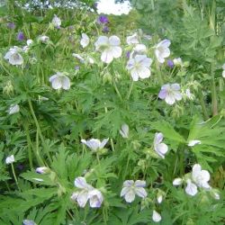 Geranium pratense 'Splish Splash'