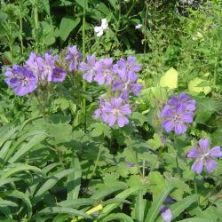 Geranium 'Phillippe Vapelle'