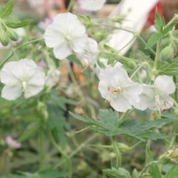 Geranium phaeum 'Album'