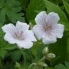 Geranium himalayense 'Derrick Cook'