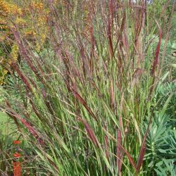 Panicum virgatum 'Shenandoah'