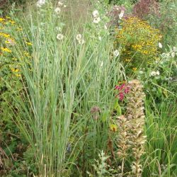 Panicum virgatum 'Dallas Blue'