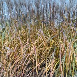 Miscanthus sinensis 'Malepartus'