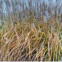 Miscanthus sinensis 'Malepartus'