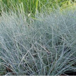 Festuca glauca 'Uchte'