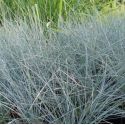 Festuca glauca 'Uchte'