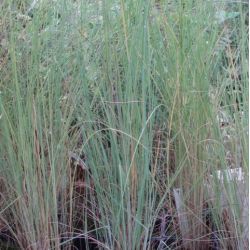 Eragrostis elliottii