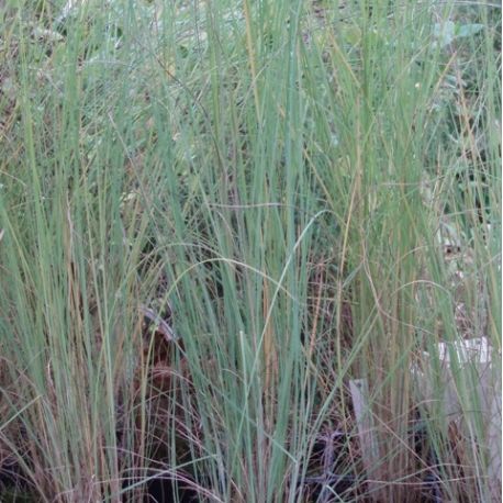 Eragrostis elliottii