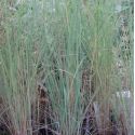 Eragrostis elliottii 'Wild dancer'