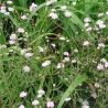 Gypsophila 'Rosenschleier'