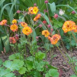 Geum 'Alabama Slammer'