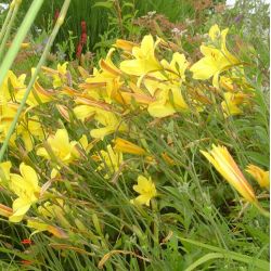 Hemerocallis 'Corky'