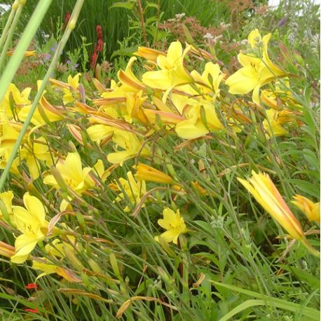 Hemerocallis 'Corky'