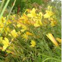 Hemerocallis 'Corky'