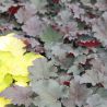 Heuchera 'Binoche'