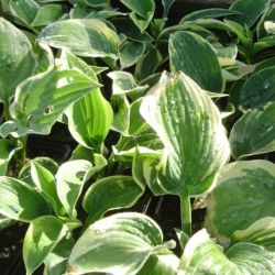 Hosta 'Wide Brim'