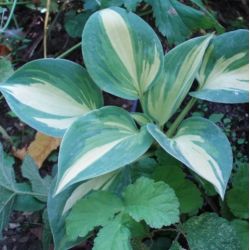 Hosta 'Great Expectation'