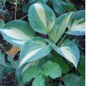 Hosta 'Great Expectation'