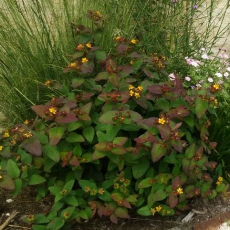 Hypericum androsaemum 'Albury Purple'