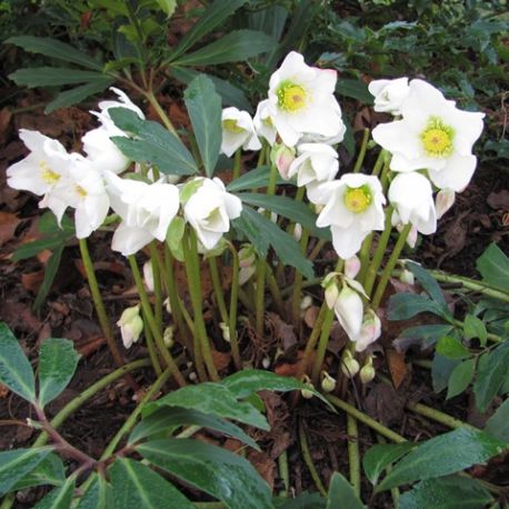 Helleborus niger