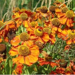 Helenium 'Baudirektor Linne'