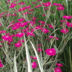 Lychnis 'Hills ground'