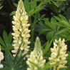 Lupinus 'Le chandelier'