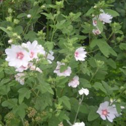 Lavatera x clementii 'Barnsley'