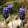 Muscari neglectum