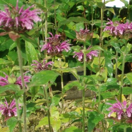 Monarda 'Mohawk'