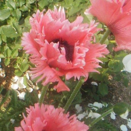 Papaver orientale  'Forncett Summer'