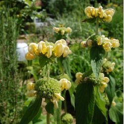 Phlomis russeliana