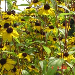 Rudbeckia triloba