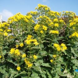 Silphium perfoliatum