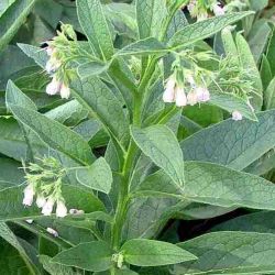 Symphytum officinale