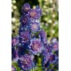 Delphinium elatum 'Highlanders Sweet sensation'