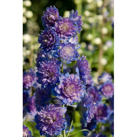 Delphinium elatum 'Highlanders Sweet sensation'