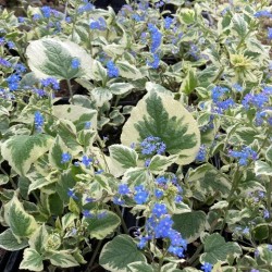 Brunnera macrophylla 'Hadspen Cream'